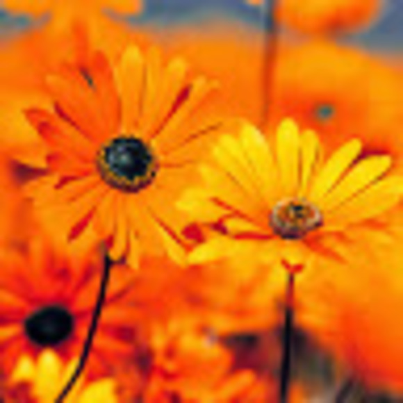 Meet your Posher, Maria - Picture 1 of 1